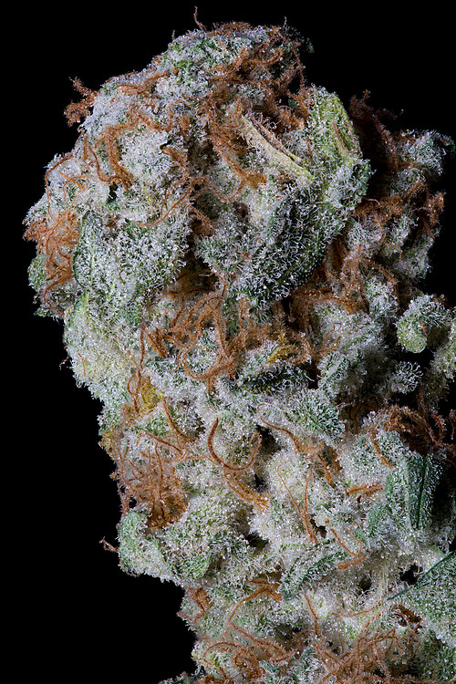 sherbert-glue-image