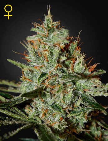 alaskan-ice-(feminised)-image