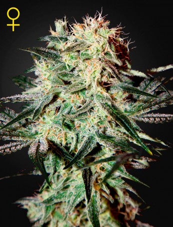 arjan's-strawberry-haze-(feminised)-image