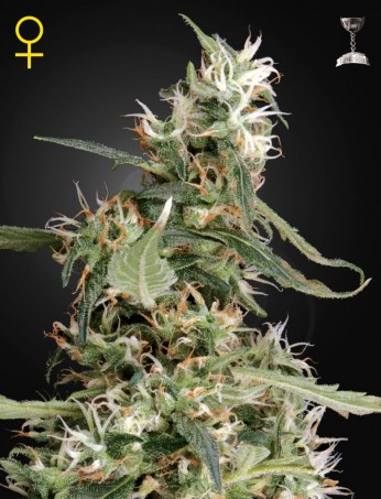 arjan's-ultra-haze-1-(feminised)-image