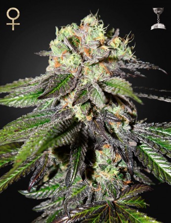 caboose-(strain-hunters-seed-bank)-image