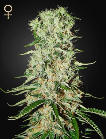 damnesia-(strain-hunters-seed-bank)-image