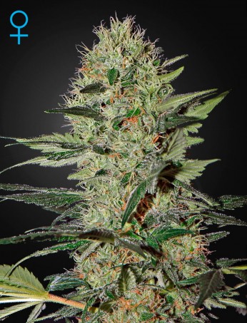 exodus-cheese-auto-(feminised)-image