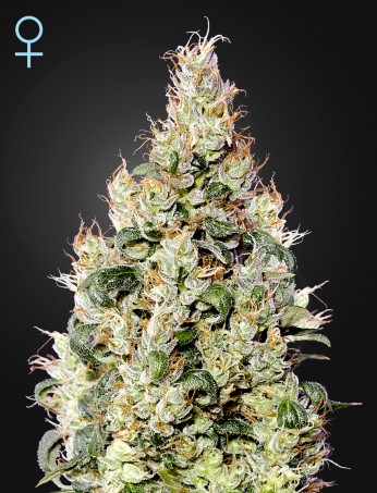 exodus-cheese-auto-cbd-(feminised)-image