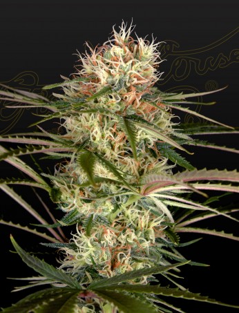 exodus-cheese-x-jack-herer-x-nl5-image