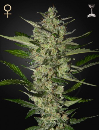 flowerbomb-kush-(strain-hunters-seed-bank)-image