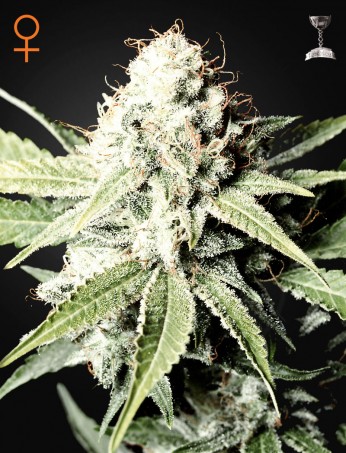 great-white-shark-(feminised)-image