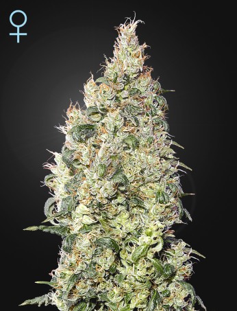 great-white-shark-cbd-(feminised)-image