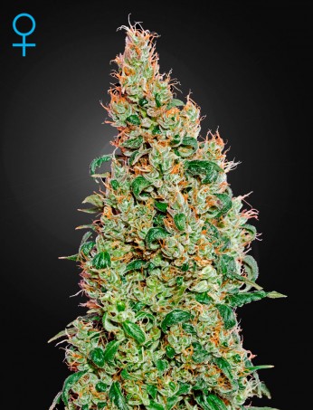 green-o-matic-(feminised)-image