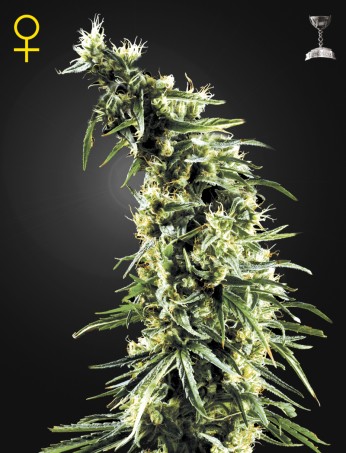 hawaiian-snow-(feminised)-image