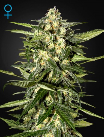 jack-herer-auto-(feminised)-image