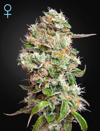 king’s-kush-auto-cbd-(feminised)-image