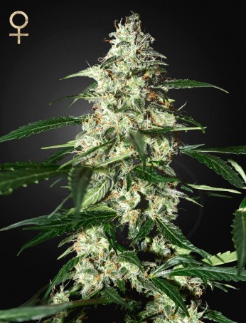 skunk-auto-(feminised)-image