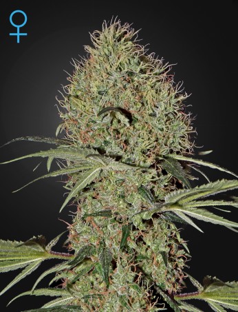 super-bud-auto-(feminised)-image