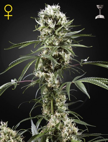 super-lemon-haze-(feminised)-image