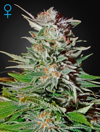 super-lemon-haze-auto-(feminised)-image