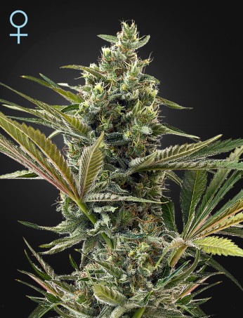 super-lemon-haze-auto-cbd-(feminised)-image