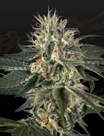 super-lemon-haze-x-strawberry-banana-x-bubba-kush-image