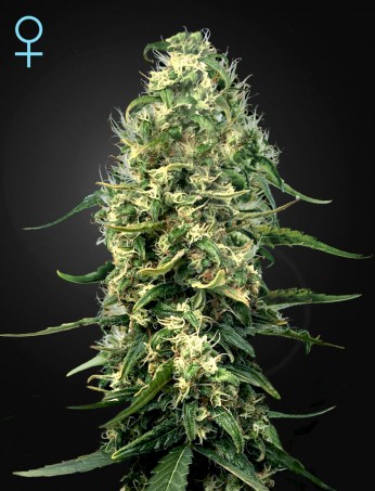 super-silver-haze-cbd-(feminised)-image