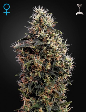 sweet-mango-auto-(feminised)-image