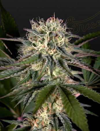 sweet-valley-kush-x-swaziland-pure-landrace-image