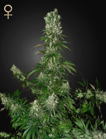 white-strawberry-skunk-(strain-hunters-seed-bank)-image
