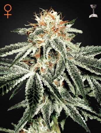 white-widow-(feminised)-image
