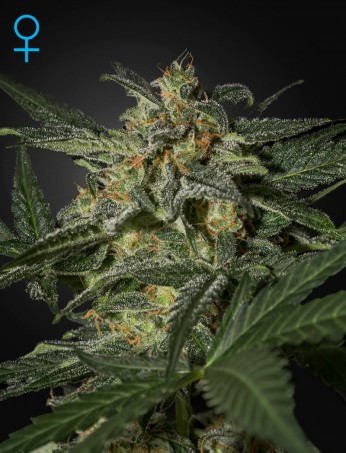 white-widow-auto-(feminised)-image