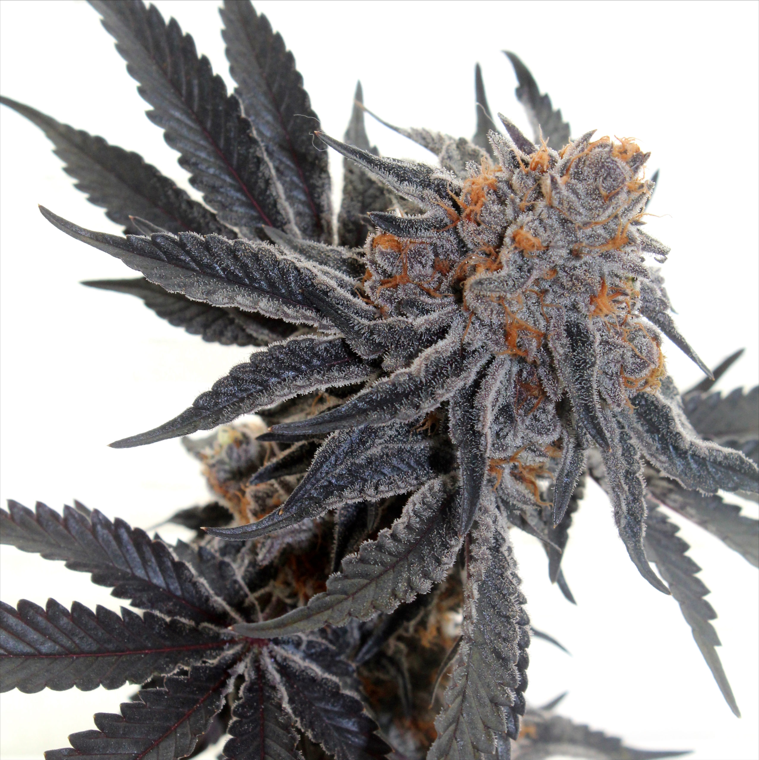 sherbet-cookies-image