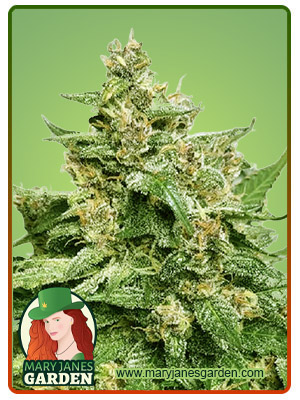 alien-candy-autoflower-image