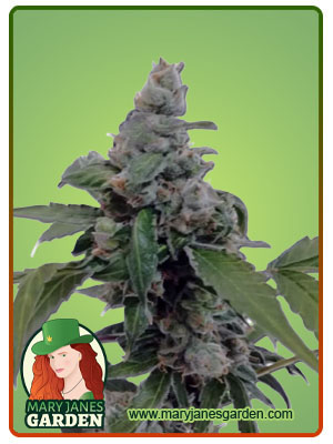 aurora-autoflower-image