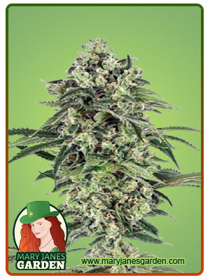 banana-autoflower-image