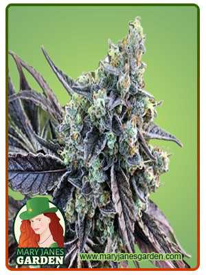 cookie-dog-autoflower-image