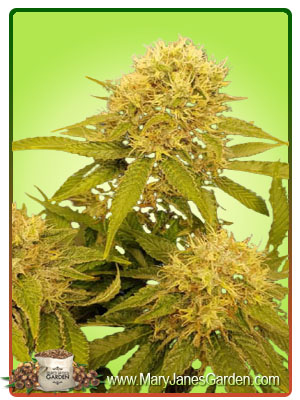 crystal-autoflowering-image