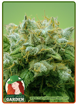 frosted-zin-autoflower-image