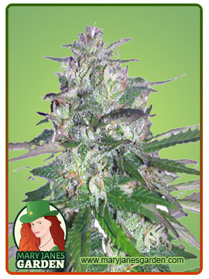 fruit-walker-autoflower-image