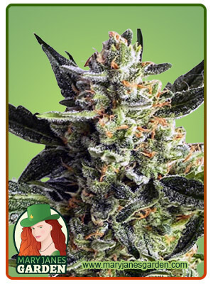 gorilla-cake-autoflower-image