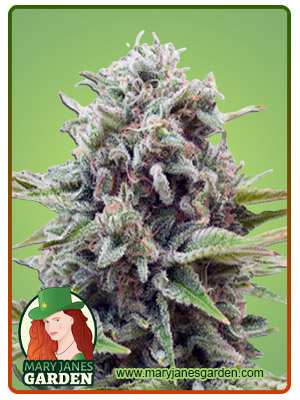 gravity-autoflower-image