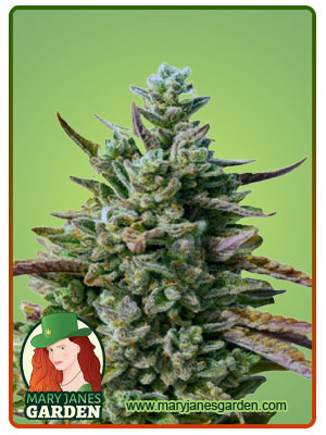 guava-kush-autoflower-image