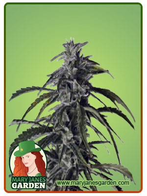 hippie-crippler-autoflower-image