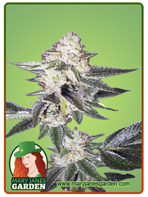 king-louis-xiii-autoflower-image