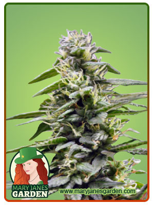 king’s-bread-autoflower-image