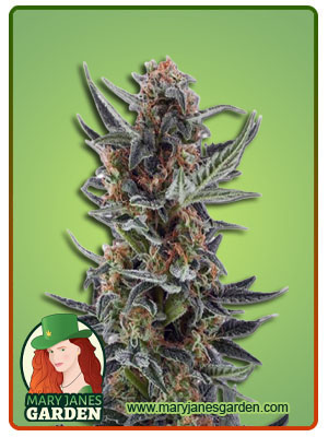 lemon-jack-autoflower-image