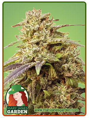 light-sabre-autoflower-image