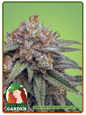 mint-cookies-autoflower-image