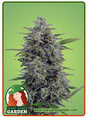 pluto-kush-autoflower-image