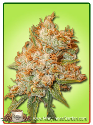 sour-flower-autoflowering-image