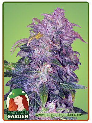 space-cookies-autoflower-image