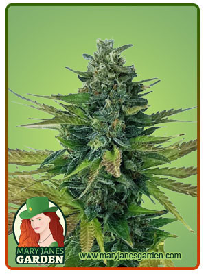 triple-diesel-autoflower-image