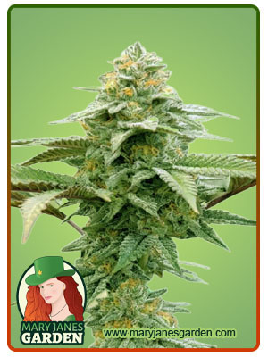 white-runtz-autoflower-image